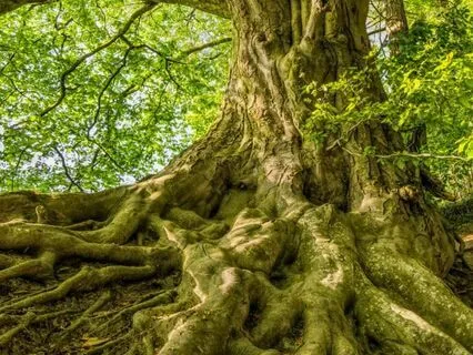 Grounding Meditation For Overwhelm And Anxiety