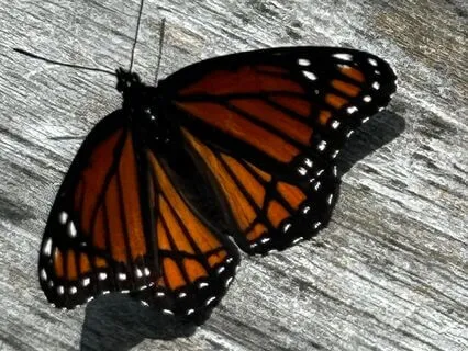 Grounding Meditation For Safety And Security