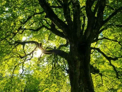 Grounding Meditation For Stabilising The Mind And Body