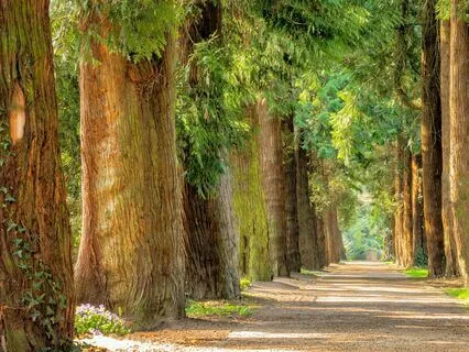 Trust In Life | Unlock Your Truth | Reiki For Miracles