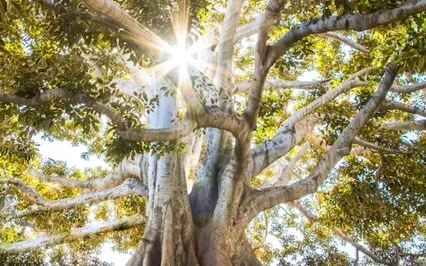 Grounding Meditation (Root Chakra)