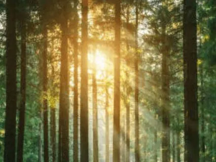 Grounding Meditation-Rooted And Restored