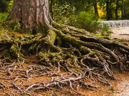 Grounding Meditation- Rooted Like A Tree