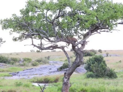 Grounding Meditation - Rooted Like The Acacia Tree