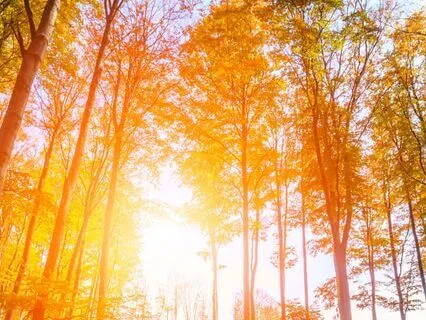 Grounding Meditation Rooted & Resilient