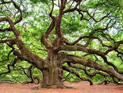 Grounding Meditation - The Majestic Oak Tree