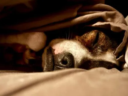 Grounding Meditation With An Animal