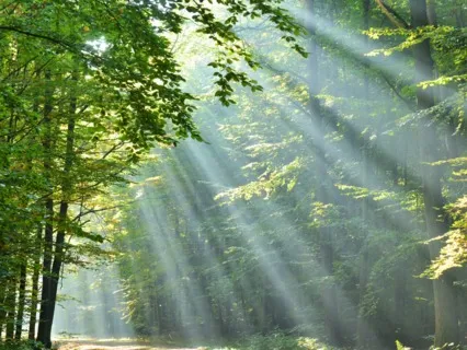 Grounding Meditation With Essential Oils (Optional) 