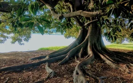 Grounding Meditation With Vocal Toning