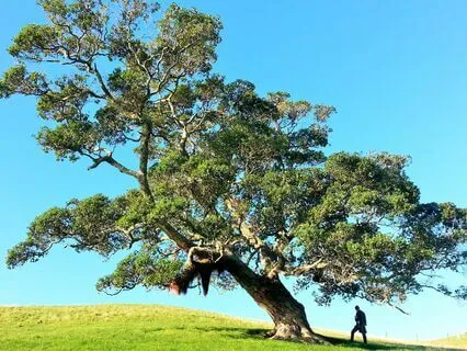 Grounding Meditation