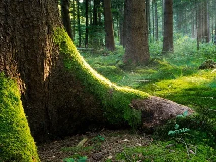 Grounding Meditation