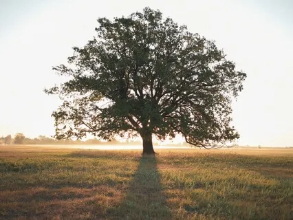 Grounding Meditation