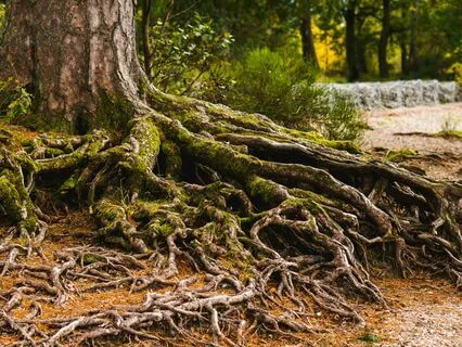 Grounding Meditation