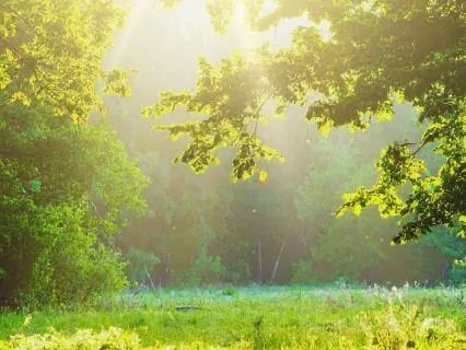 Grounding Morning Meditation | 10 Minutes