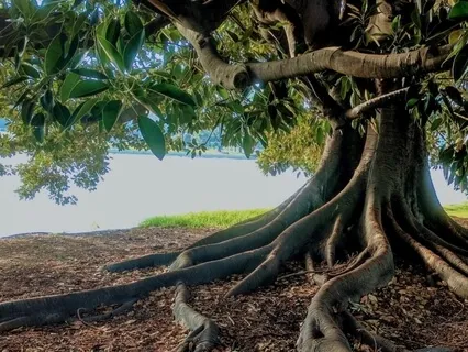 Grounding Morning Meditation