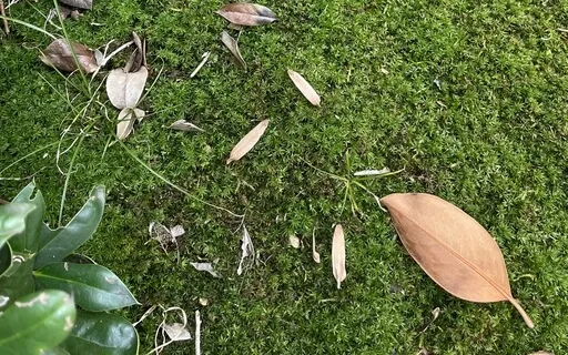 Grounding Morning Meditation - Body Scan 