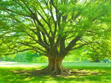 Grounding Om Mantra Meditation