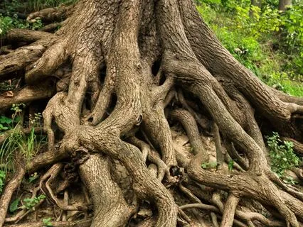 Grounding Our Roots Yoga Nidra