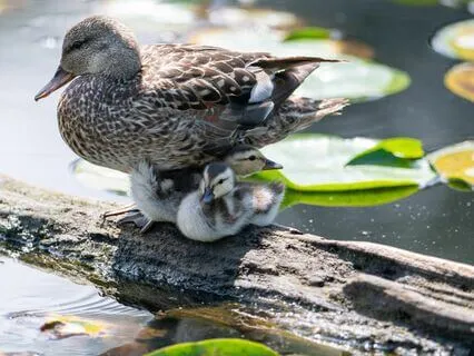 Grounding Practice With Mother Earth By Dr. Peggy Rowe Ward