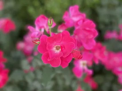 Grounding Red Light Meditation For Pain