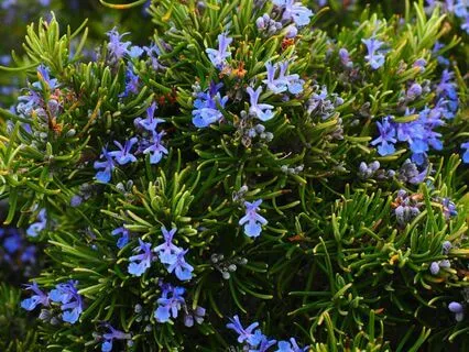 Grounding Reset With Rosemary
