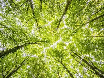 Grounding Resonance 7.83 + 741 Hz (Just Sound)