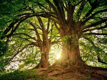 Grounding: Root And Crown Chakra Meditation