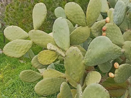 Grounding Root Chakra Affirmations