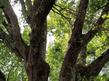 Grounding - Root Chakra - Energy Healing