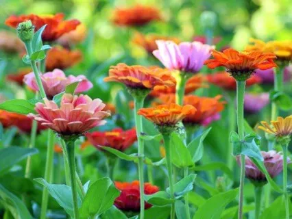 Grounding Root Chakra Meditation