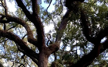 Grounding Safety Meditation