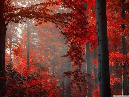 Grounding Singing Bowl Meditation For Manifesting