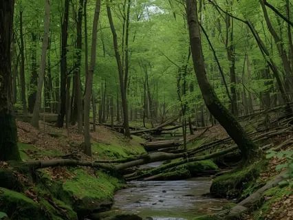 Grounding Stream Meditation - 5 Minutes