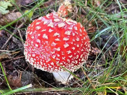 Grounding The Imagination: A Poetic Reflection