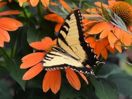 Grounding Through Nature: A Short Reset