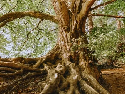 Grounding Through Somatic Awareness