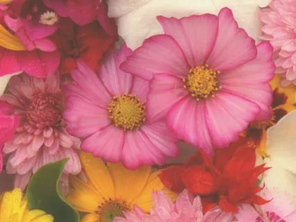 Grounding To Love | Lower & Heart Chakra Sound Healing