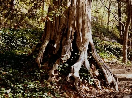 Grounding To Open To What Is