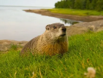 Grounding & Transformation | Connect With Groundhog Wisdom