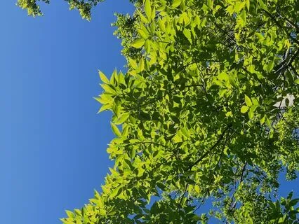 Grounding Tree Imagery & Breathing For Stress Relief
