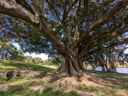 Grounding Tree Meditation