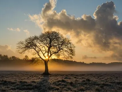 Grounding Tree Meditation