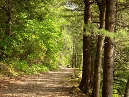 Grounding Tree Meditation