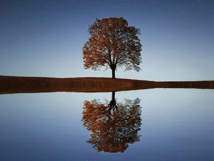 Grounding Tree Roots & Connection To Higher Self