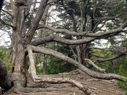 Grounding, Visualisation Meditation