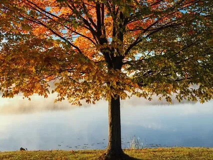 Grounding Visualization For Connection And Inner Calm