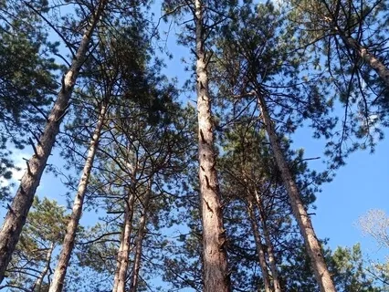 Grounding Visualization