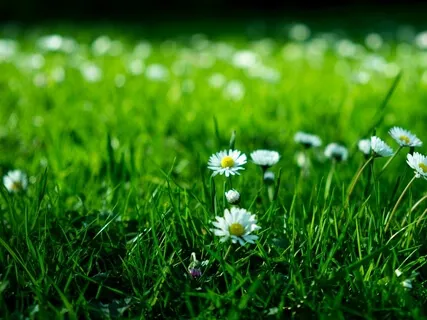 Grounding Wellness & Lovingkindness Meditation