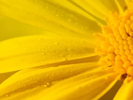 Grounding Wellness & Lovingkindness