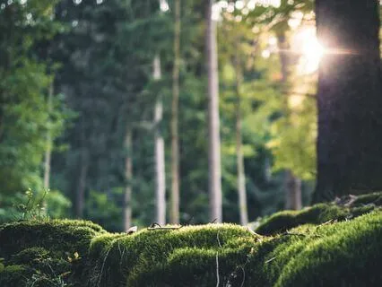 Grounding With Earth Medicine